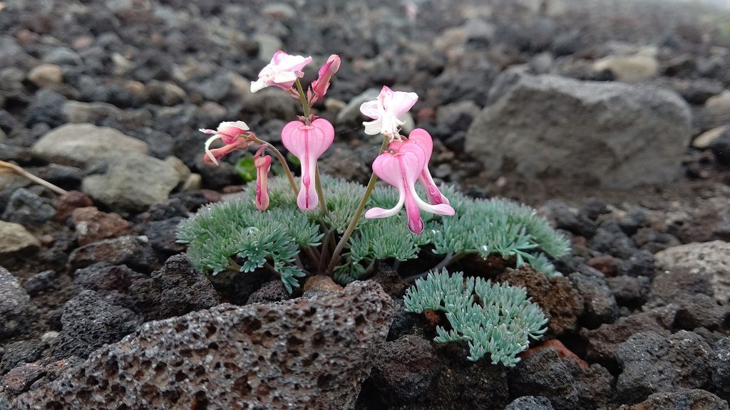 岩手山の花たち | 株式会社昭和土木設計